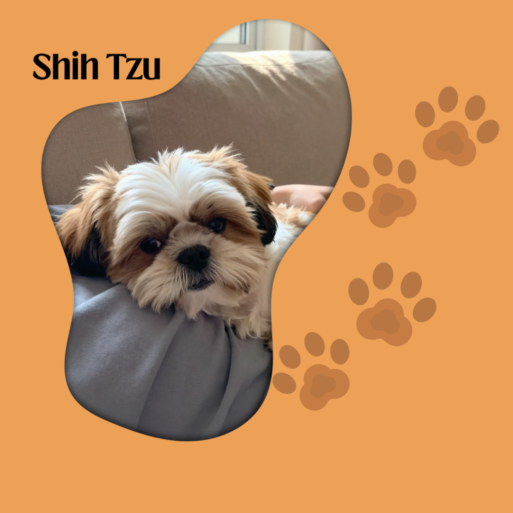 Shih Tzu