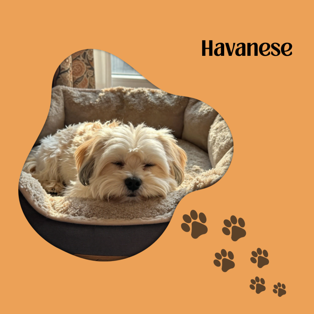 Havanese